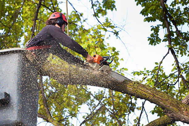 How Our Tree Care Process Works  in  Laporte, CO